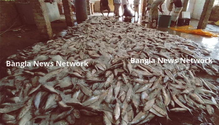 বঙ্গোপসাগরে একবারেই জালে উঠে এলো ১০১ মণ ইলিশ!