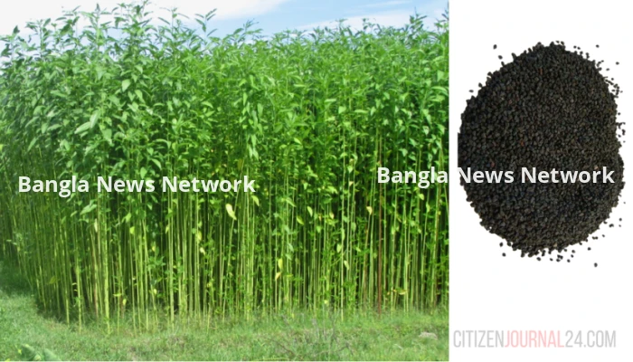 কৃষি বিভাগের পক্ষ থেকে বিনামূল্যে বীজ পাচ্ছেন ১২ হাজার কৃষক