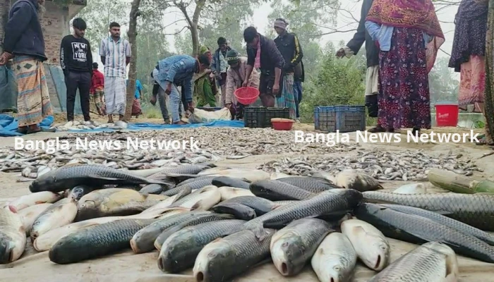 নাটোরের সিংড়ায় পুকুরে বিষ দিয়ে ৩৫ লাখ টাকার মাছ নিধন