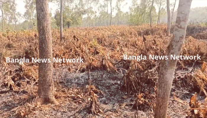মধুপুরে গাছ নিধনের পর বনে আগুন,৭৫ একর ভূমি জবরদখলের পাঁয়তারা