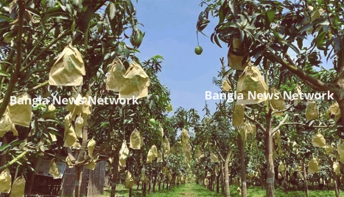 কাপ্তাইয়ের পাহাড়ে ব্যাগিং পদ্ধতিতে আম চাষ
