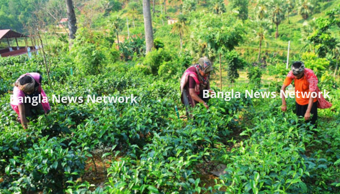 কুমিল্লার লালমাই পাহাড়ে চা উৎপাদনে চমক