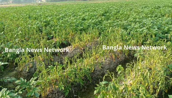 বগুড়ায় আলুক্ষেত ‘উইল্ড’ রোগে আক্রান্ত দিশেহারা কৃষক