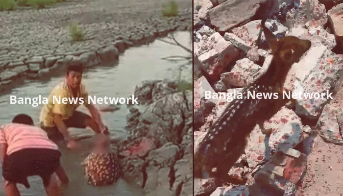 হরিণ জবাইয়ের ভিডিও ভাইরাল, কয়েক কিলোমিটার দূরে মিললো শাবক