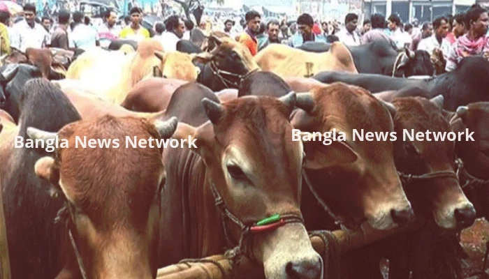 ঈদের নামাজের আগে কোরবানি করা যাবে?