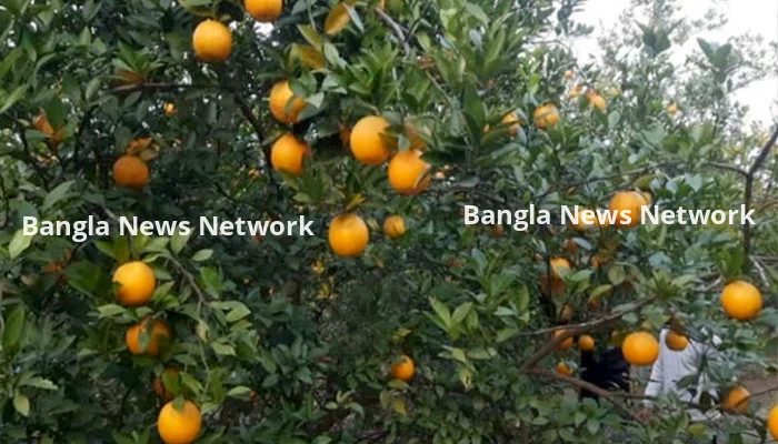 রাজশাহীতে মাল্টা ও কমলা চাষে সারা ফেলেছেন উদ্যোক্তা হানিফ