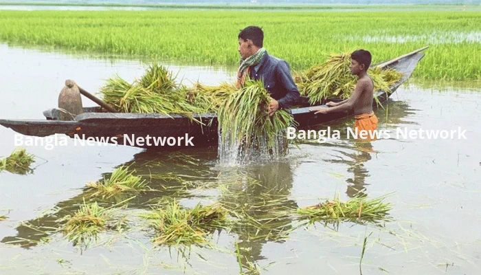 হাওরে পানিতে তলিয়ে যাওয়ায় কাঁচা ধান কাটতে বাধ্য হচ্ছেন কৃষক
