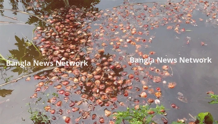 উৎপাদন খরচের চেয়েও দাম কম, পেঁয়াজ ডোবায় ফেলে দিচ্ছেন ফরিদপুরের চাষিরা