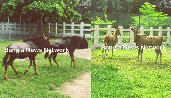 চিড়িয়াখানায় চার নতুন অতিথি