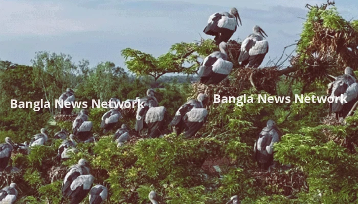 কানাইপুকুর পাখির গ্রাম থেকে পাখি কলোনি, সন্ধ্যা নামলেই পালটায় দৃশ্যপট