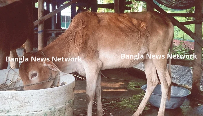 ঘুষ না দেওয়ায় সরকারি প্রকল্পের গরু ‘গায়েব’, মিলল অন্যের গোয়ালে