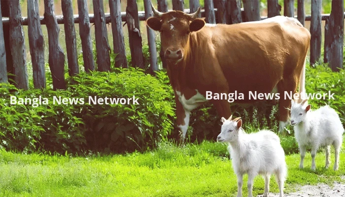 কোন পশুর বয়স কত হলে কোরবানি করা যাবে