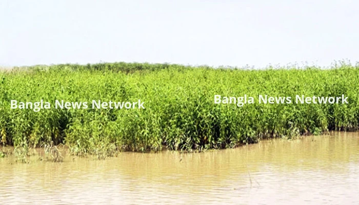 চলতি বন্যায় সিরাজগঞ্জে কৃষিতে ৬৩ কোটি টাকার ক্ষতি