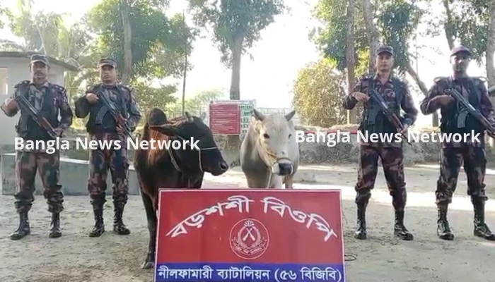 পঞ্চগড় সীমান্তে বিজিবির অভিযানে ভারতীয় গরু আটক