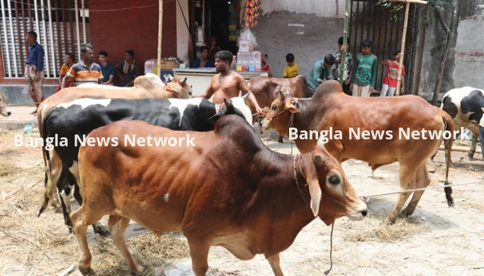 কোরবানির পশুর হাটে ব্যবস্থাপনা রাখাই এবার কঠিন চ্যালেঞ্জ