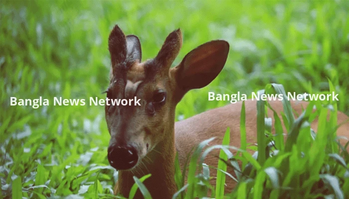 রাঙ্গামাটিতে কুকুরের কামড়ে মায়া হরিণের মৃত্যু