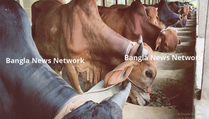 চাহিদার চেয়ে বেশি গরু জামালপুরে, অনলাইনেও চলছে বেচাকেনা
