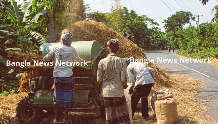 পিরোজপুরে ব্যস্ত সড়কে চলছে ধান মাড়াই