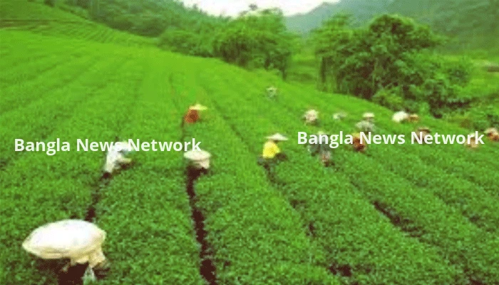 লোডশেডিংয়ে চা-বাগানে উৎপাদন বিপর্যয়