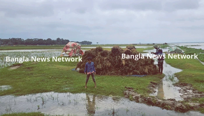 হাওর পাড়ে থেমে থেমে বৃষ্টি, দুশ্চিন্তায় কৃষক