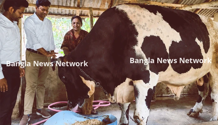 ৪০ মণের ‘রাজা মানিক’, বিক্রি হলেই ভাঙতে হবে ঘরের দেয়াল