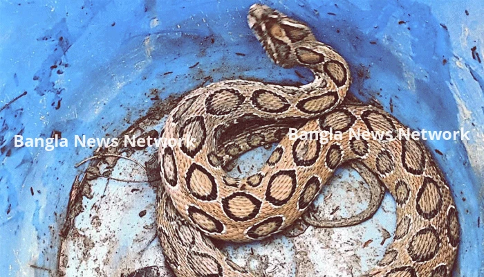 রাসেল ভাইপার আতঙ্ক, কামড় খেয়ে সাপ নিয়ে বাড়িতে যুবক