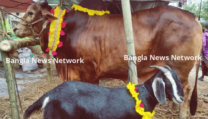 কোরবানির গরুর সঙ্গে ছাগল ফ্রি দিলে নেওয়া যাবে? ইসলাম কী বলে