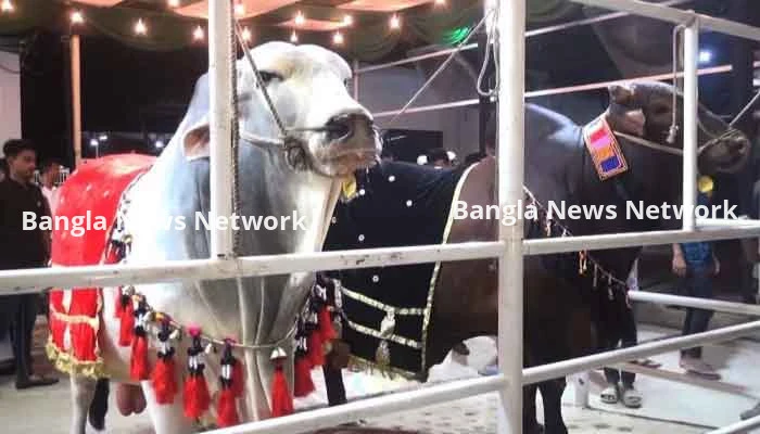 শাকিবের দাম ১৫ লাখ, জায়েদের দাম ১৪ লাখ দেখতে খামারে মানুষের ভিড়