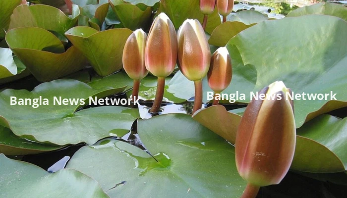ইসির প্রতীক তালিকায় ‘শাপলা কলি’