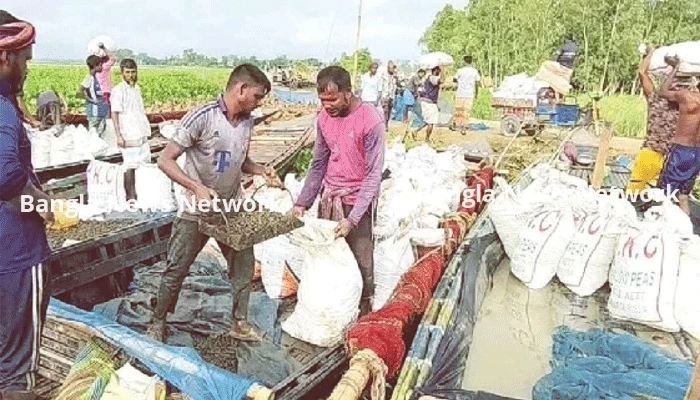 চলনবিলে অবাধে চলছে শামুক-ঝিনুক নিধন