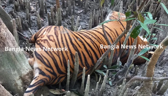 সুন্দরবনে মৃত বাঘের ময়নাতদন্ত, বন বিভাগের ধারণা বার্ধক্যে মৃত্যু