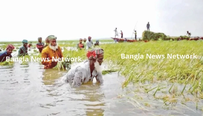 সংকট পিছু ছাড়ছে না হাওরের কৃষকের
