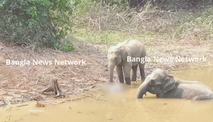 ‘মৃত হাতির শাবকটি অসুস্থতায় নয় বরং হত্যার শিকার হয়েছে’