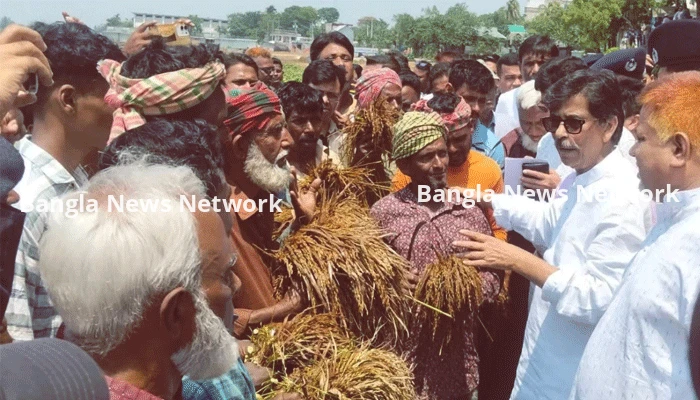 মলিন মুখে পচা ধান মন্ত্রীকে দেখালেন হাওরের কৃষক