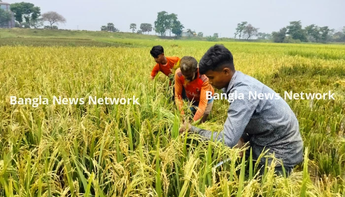 শ্রমিক সংকট, সন্তান-সন্তুতি নিয়ে ধান কাটতে ব্যস্ত দোয়ারাবাজারের চাষীরা