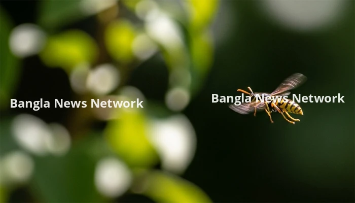 মাদারীপুরে ভিমরুলের কামড়ে নিভে গেলো শিশুর জীবন