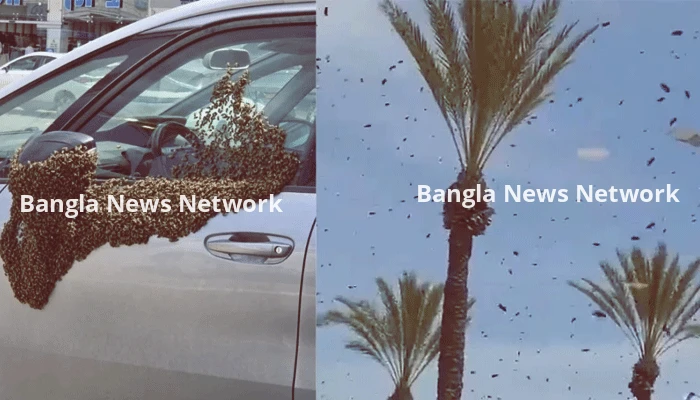 ইসরায়েলের শহরে হাজার হাজার মৌমাছি, আতঙ্কে ঘরবন্দী মানুষ