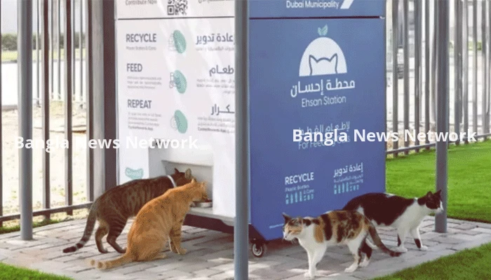 ইরান যুদ্ধের প্রভাবে দুবাইয়ে পরিত্যক্ত হচ্ছে হাজারো পোষা প্রাণী