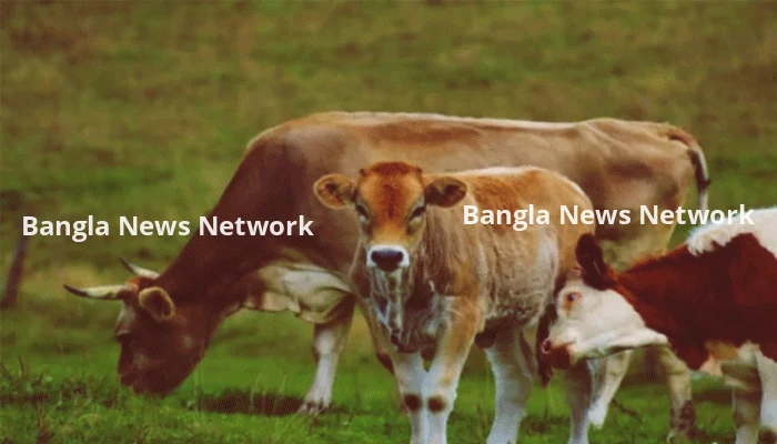 কোরবানির আগে গরু বেচা-কেনায় নিষেধাজ্ঞায় উত্তাল পশ্চিমবঙ্গ, জবাইতে লাগবে জন্মসনদ
