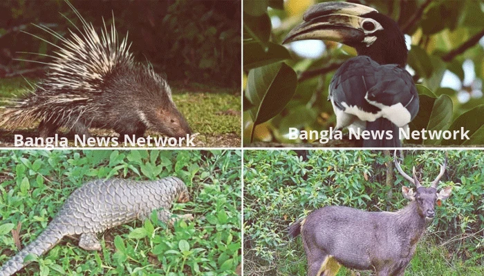 পাহাড়ে বন্যপ্রাণীর অস্তিত্ব বিপন্ন, বাড়ছে শিকার ও পাচার