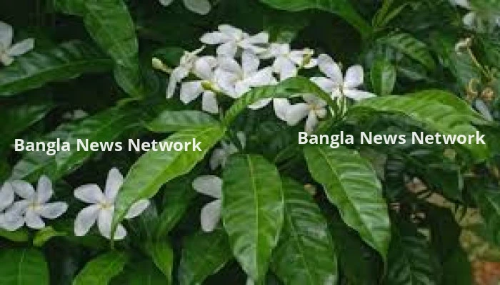 কৃমির ওষুধ টগর ফুল, চুলকানিতেও কার্যকর
